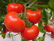 ������~�������Ч�����|���؅^��